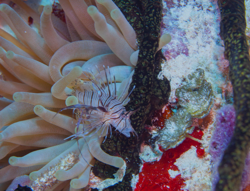 Invasive Lion Fish with a Broken Neck. Bummer Dude. 