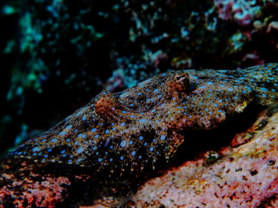 Flowery Flounder - One eye tracking another diver