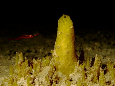 Endemic RedStripe PipeFish with unique but unknown sponge. 