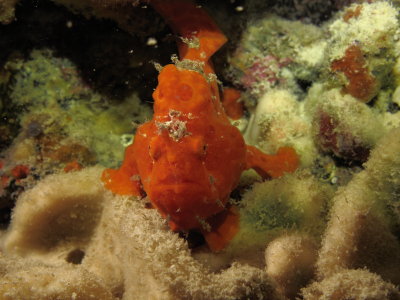 Commerson's FrogFish