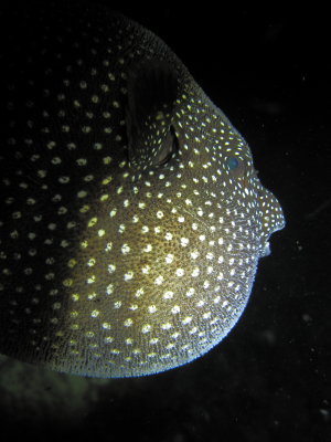 Spotted Puffer 
