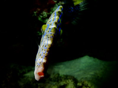 Scrawled Filefish 