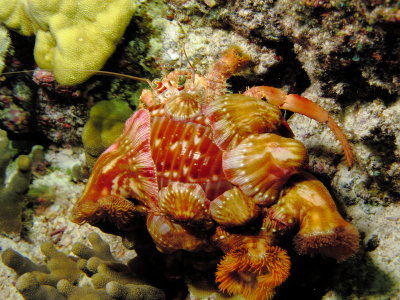 Anemone Hermit Crab - The crab actually places the symbiots on his shell. 