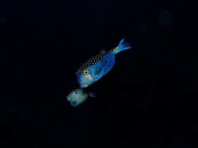 Spotted BoxFish Courting