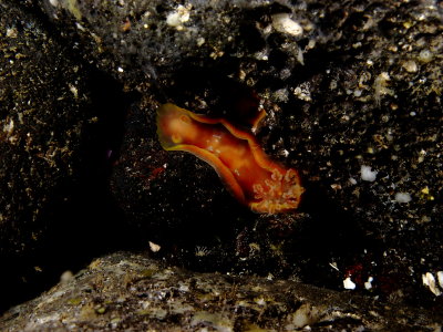 Spanish Dancer Nudibranch -Twin Sister Cave 
