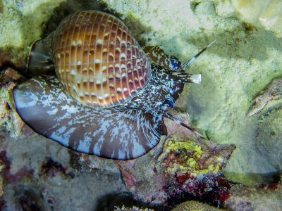 A Partridge Tuns - A speedy snail, almost as fast as an octopus - Puako Night Diving