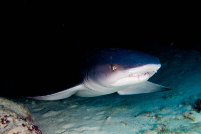 White Tip Shark Bluff Charging at Puako 