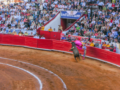 bullfight-ole 1 of 1.jpg