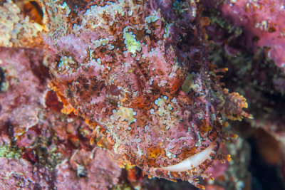 ScorpionFish-Puako 1 of 1.jpg