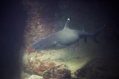 WhiteTip-SuckemUp-intruder 1 of 1.jpg