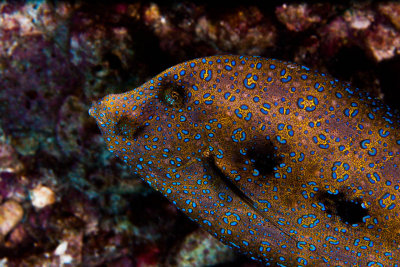 Flounder 1 of 1.jpg