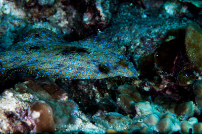 Flounder2 1 of 1.jpg