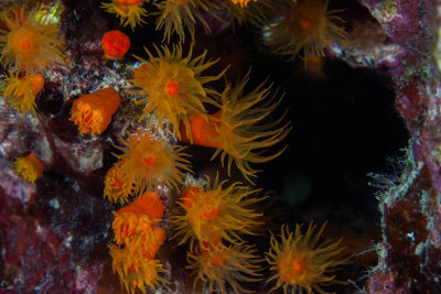 Verrills cup coral