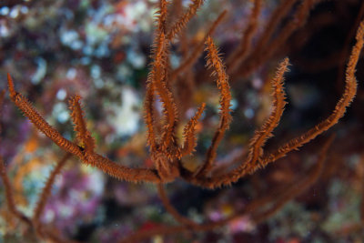 Endemic Black Coral - Antipathes griggi