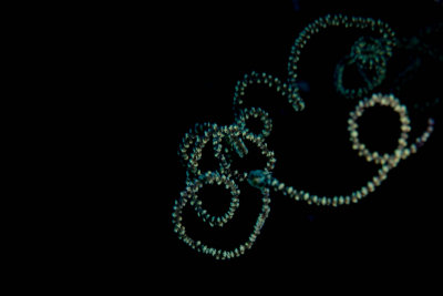 Spiral Wire Coral - Cirrhipathes spiralis 