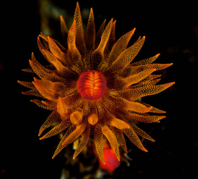 Verril's Cup Coral - Strobes to the side. 