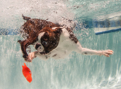 Boston terriers underwater. 