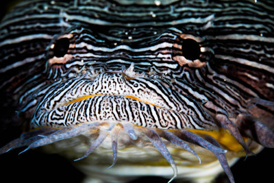Splendid Toadfish - Believed to Be Cozumel Endemic