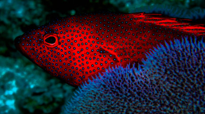 Spotted Grouper. Reminds me of the Hawaiian Roi. 