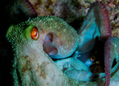 Caribbean Reef Octopus