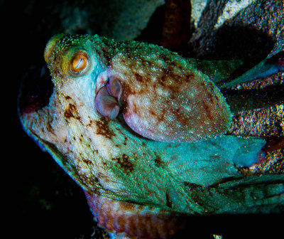 Caribbean Reef Octopus