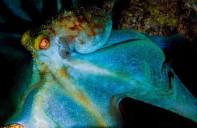 Caribbean Reef Octopus