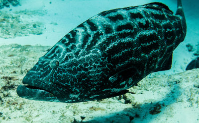 Black Grouper, easily 170 pounds. 