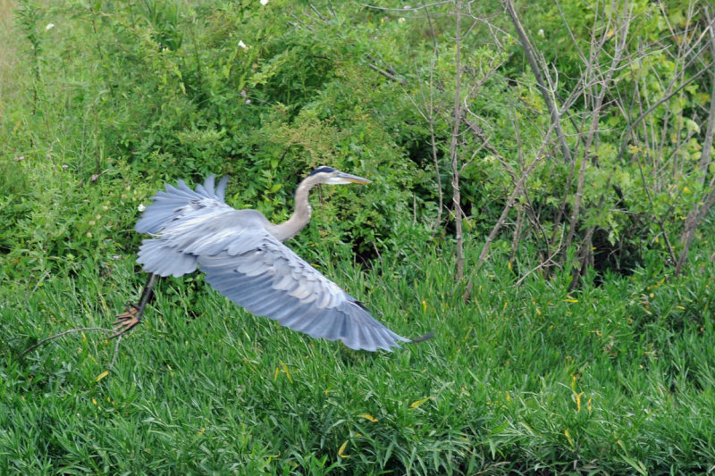 DSC_6801.jpg