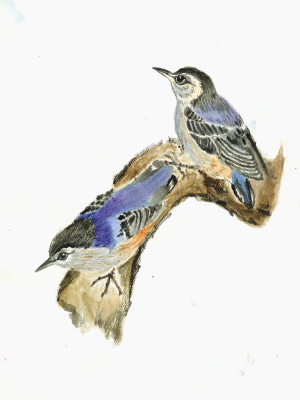 emma_drawing_nethatch_20120617.png