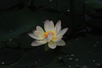 IMG_8461.JPG
