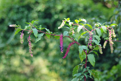 DSC_1186.jpg