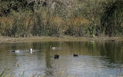 Duck Pond CCSP