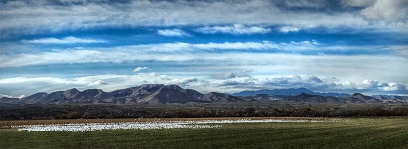 Lots of Snow Geese