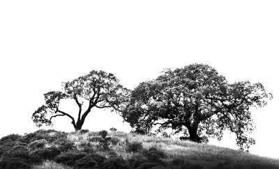 Hillside Oaks