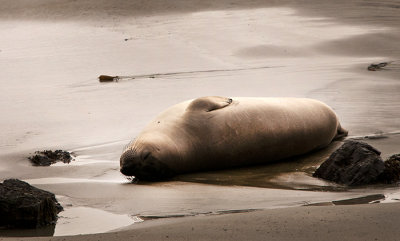 Northern Elephant Seals
