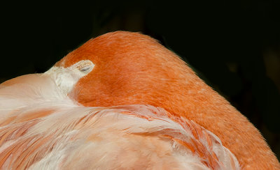 The Color of Flamingos