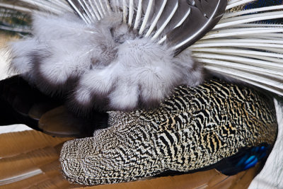 Feather Potpourri
