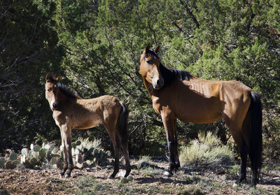 Wild Horses of Placitas