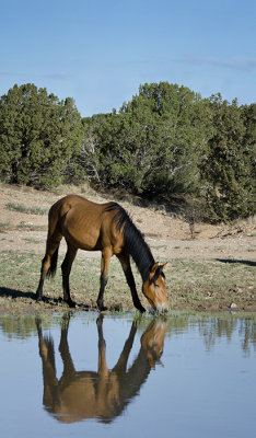 Wild Horses of Placitas