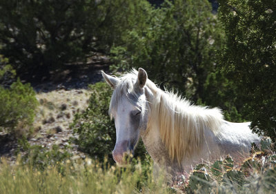 Wild Horses of Placitas