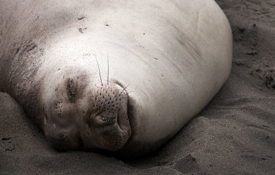  Elephant Seals of Piedras Blancas