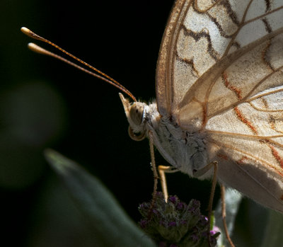 A Moth & A Few Butterflies