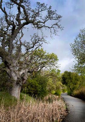 Oracle Oak
