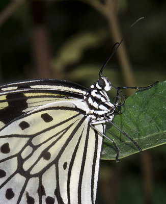 A Moth & A Few Butterflies