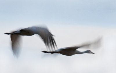 Early Birds
