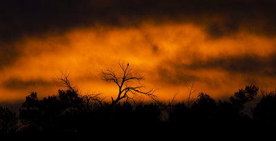 Morning Watcher