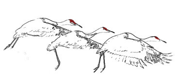Three Sandhill Cranes
