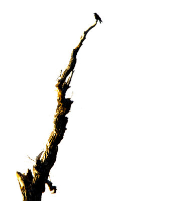 Out on a Limb