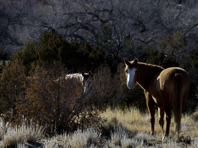 Golandrinas Mustangs
