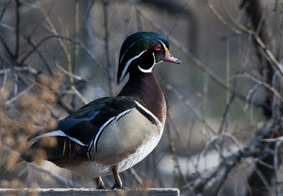 Wood Duck